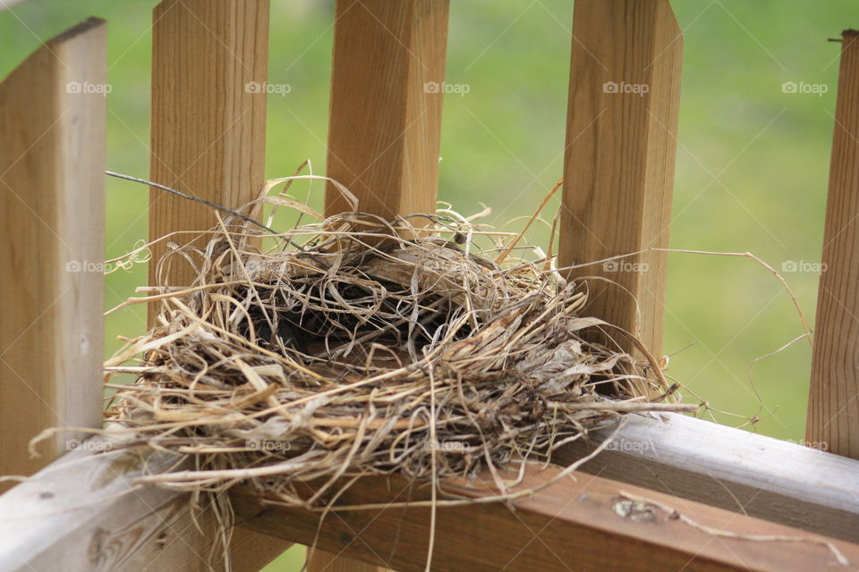 beginning of a Robins nest