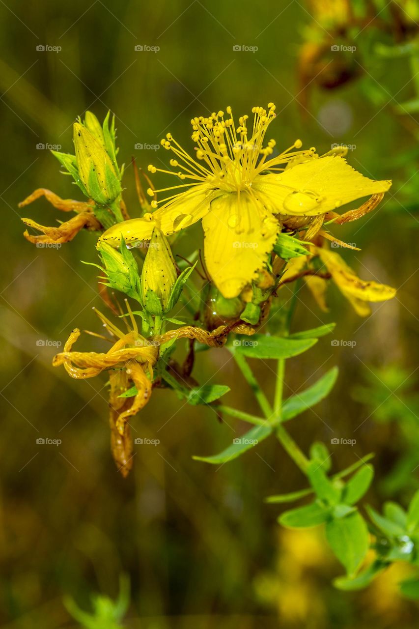 St. John's wort (lat. Hypericum).