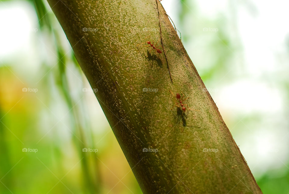 Two ants in a tree branch 