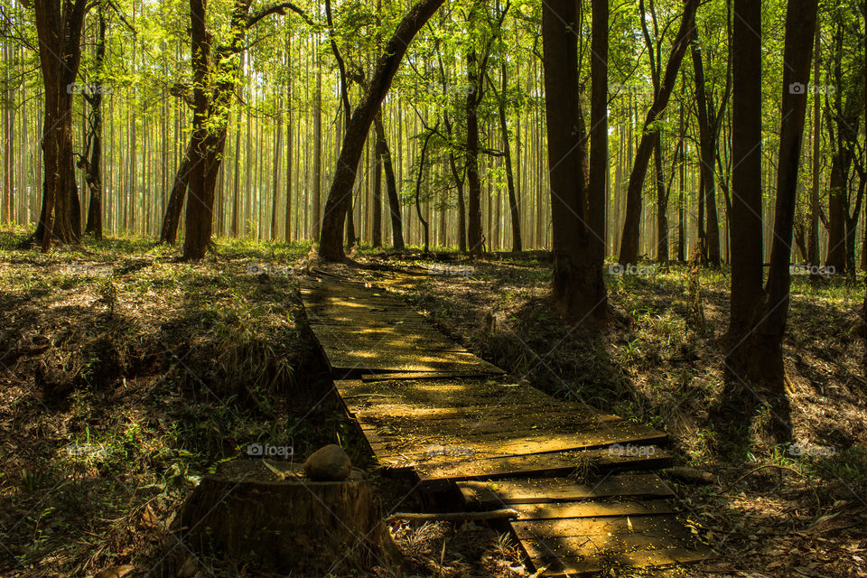 a Bridge build in the woods for cyclists and hikers to cross a small stream of water