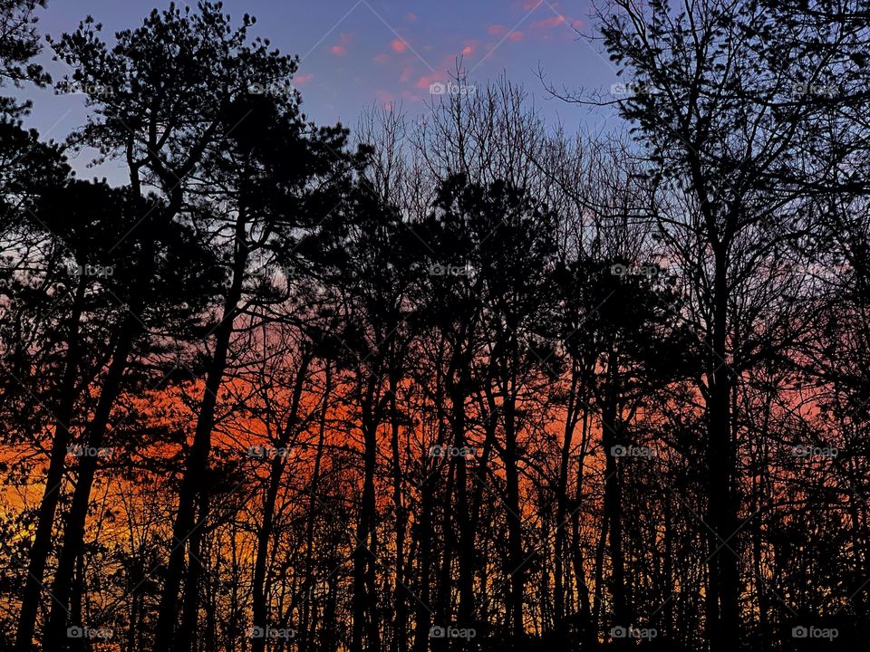 silhouettes of trees against a colorful spring sky in the early dawn
