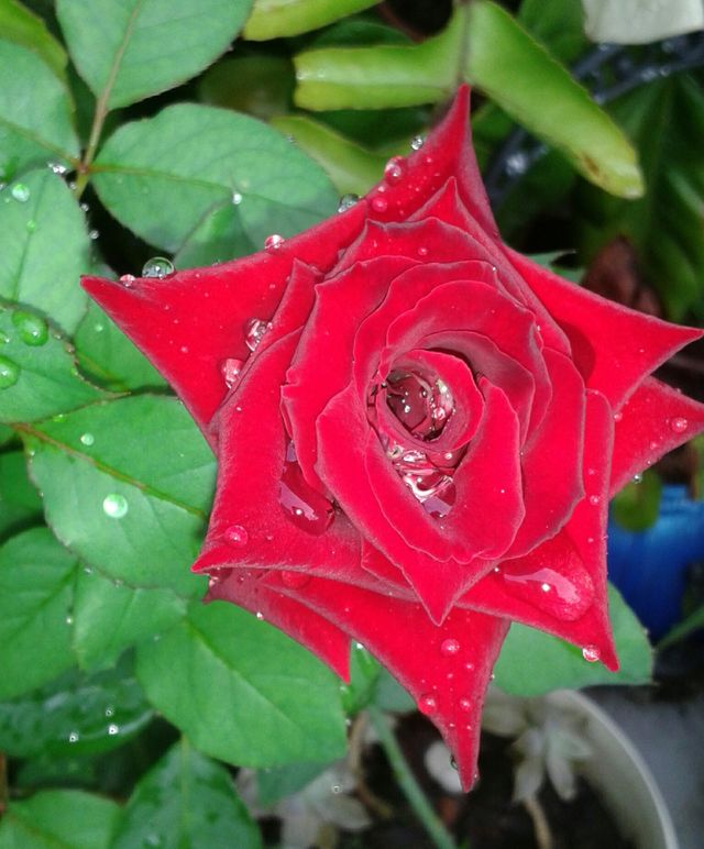 flower
