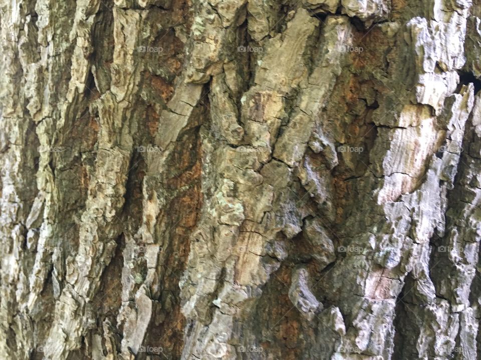 Trunk of a tree