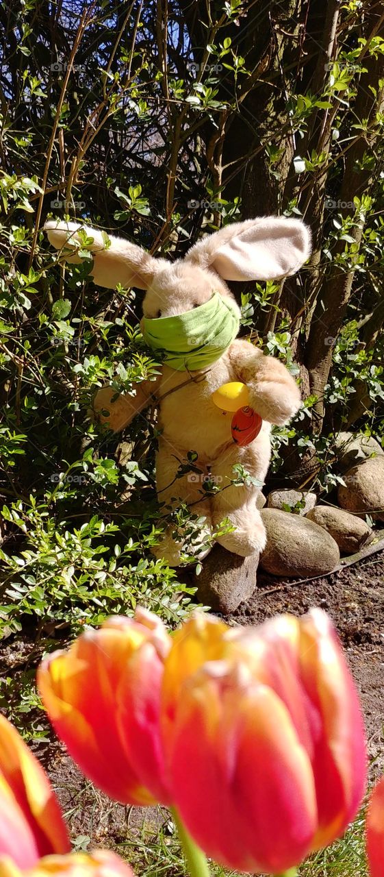 Osterhase Ostern Corona