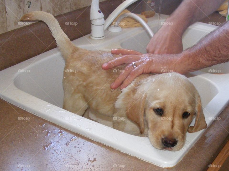 Washing puppy in sink