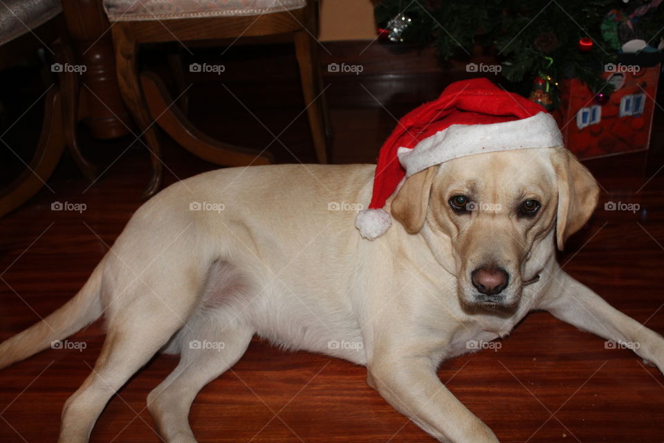 Lab with Christmas costume 