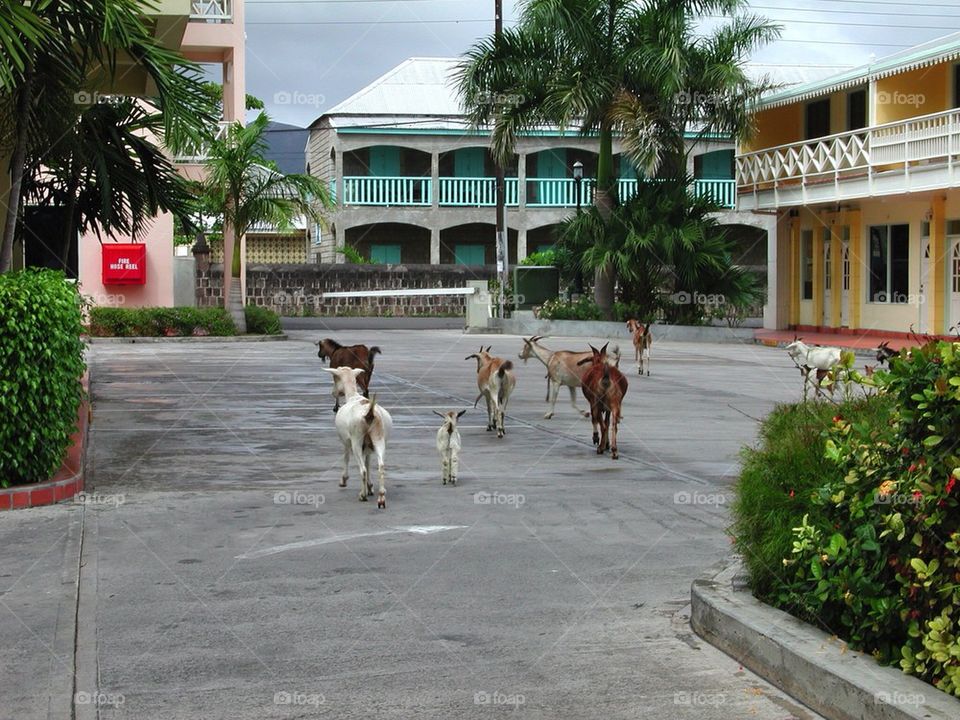 Goats in St.Kitts