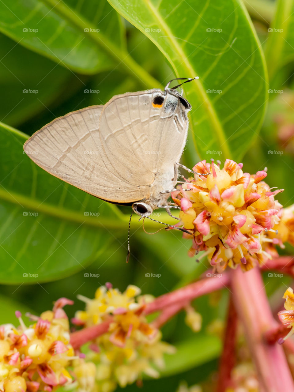 Beautiful Moth