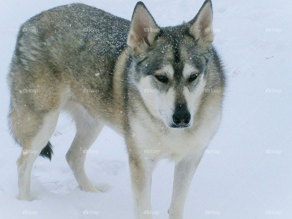 snowdrops on Wolf