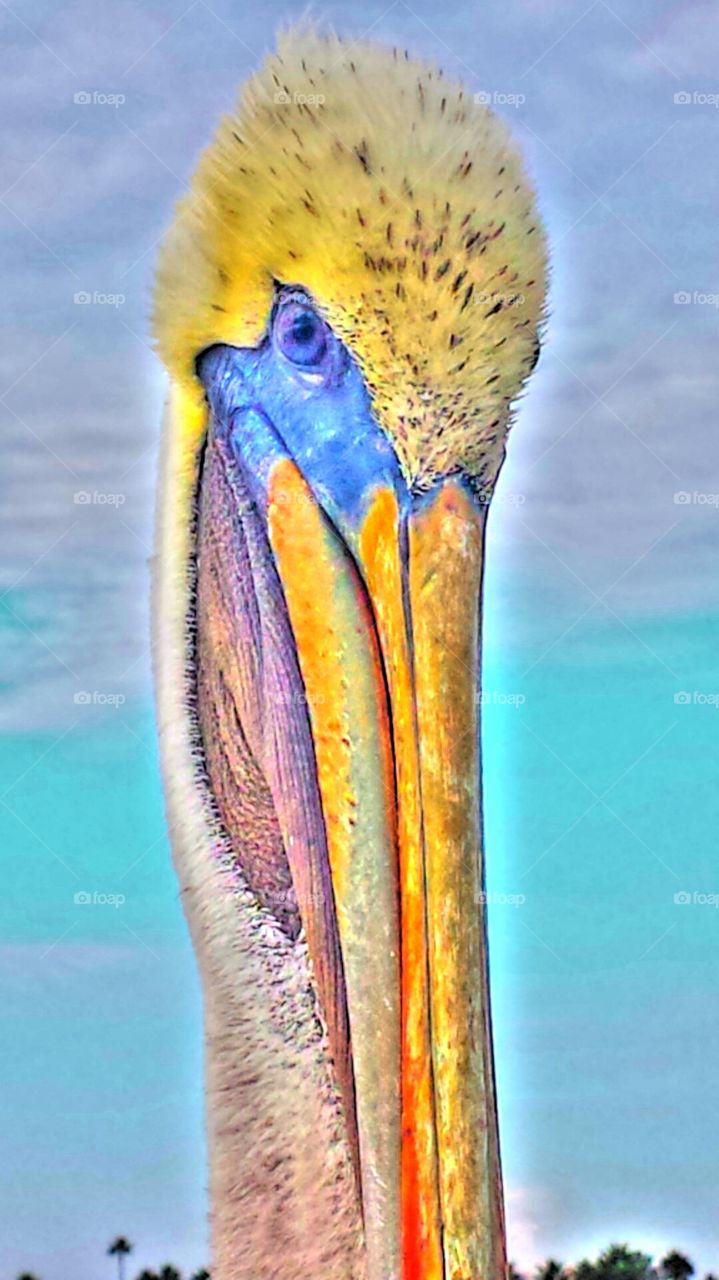 "CHARLIE THE PELICAN"