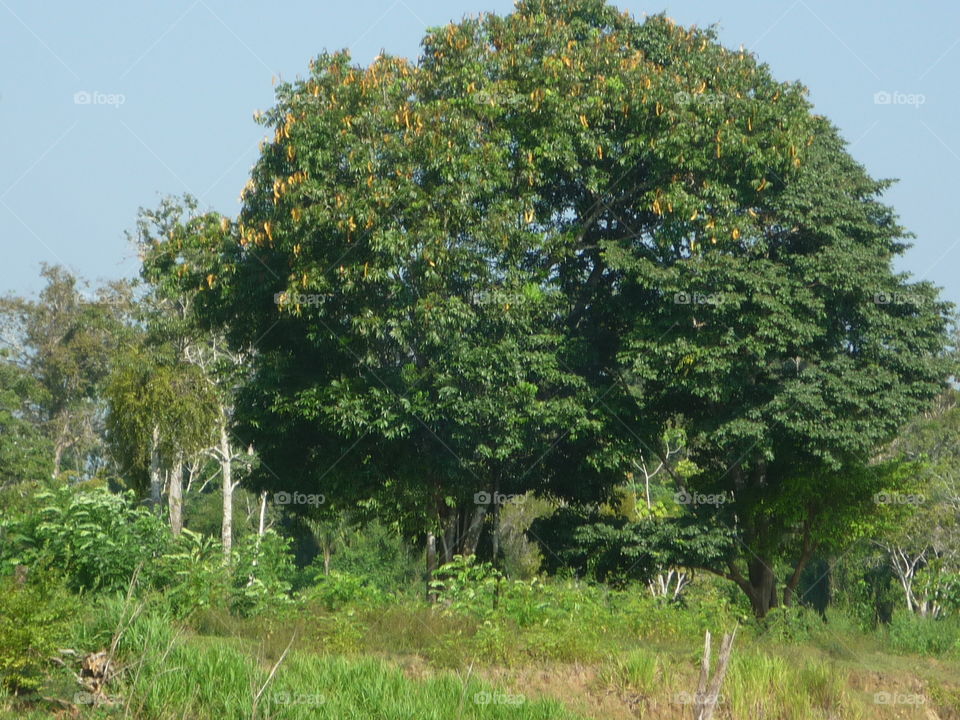 árvores no rio Amazonas