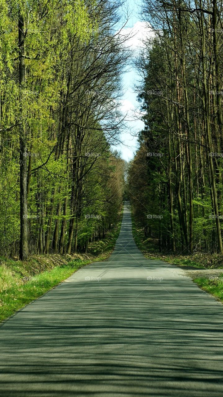 A beautiful path with trees