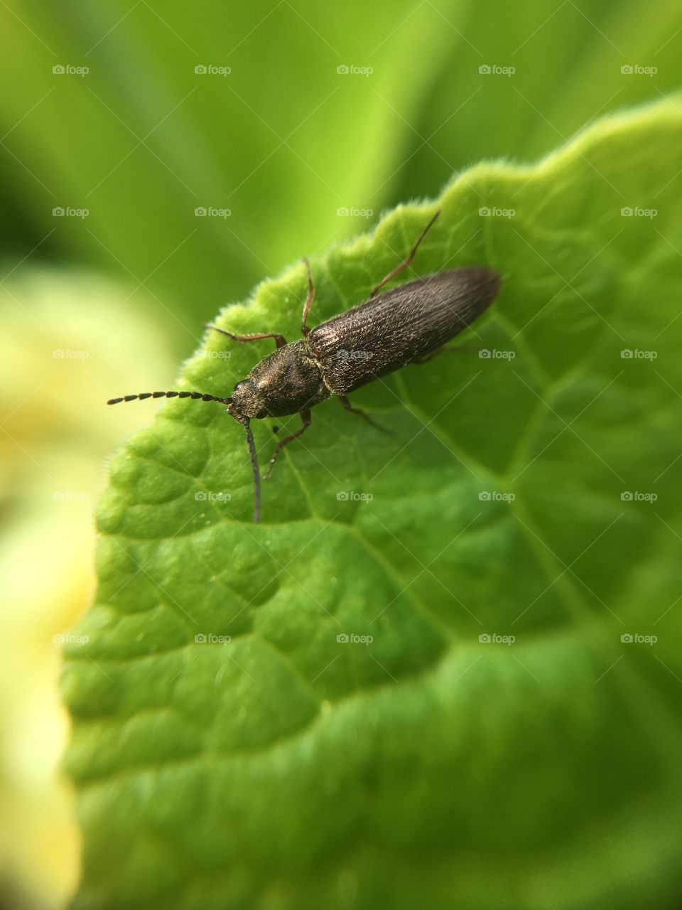 Beetle on leaf