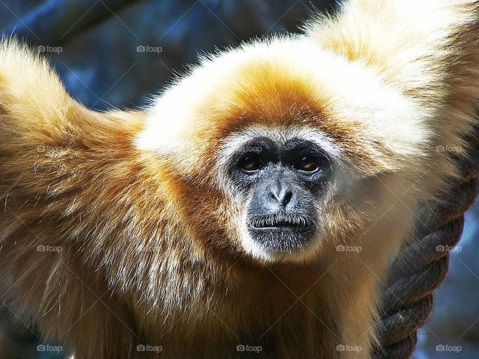 monkey stare