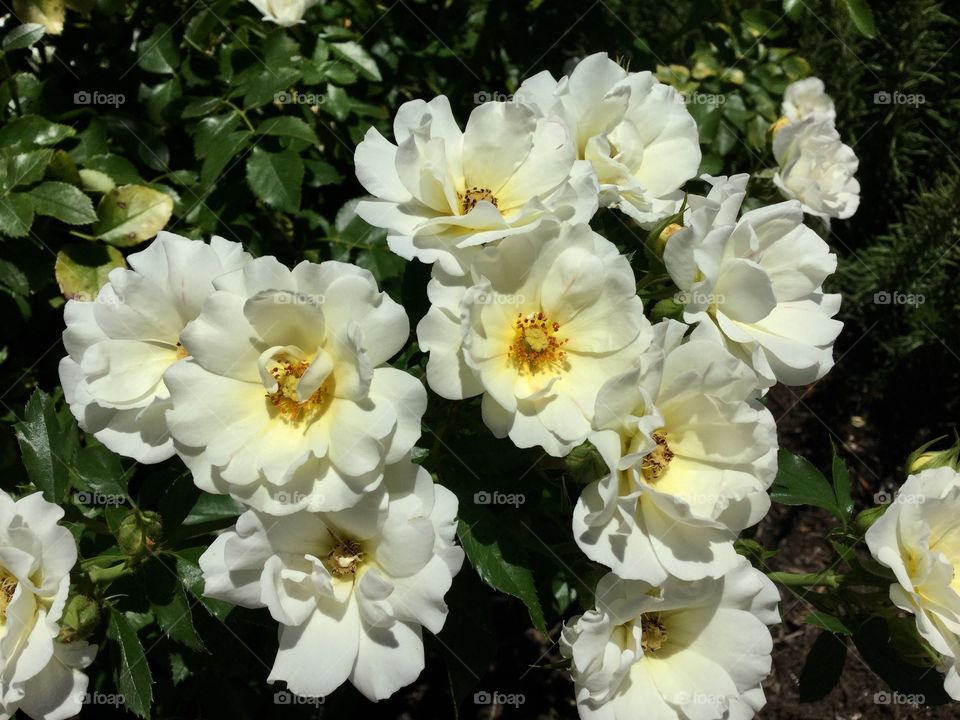 White roses garden