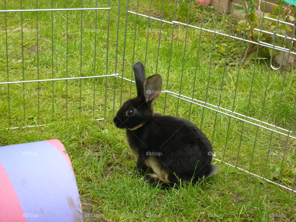 My gorgeous rabbit debating on whether to enter the tunnel or not.