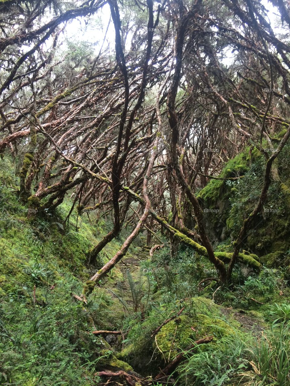 Parque nacional cajas 