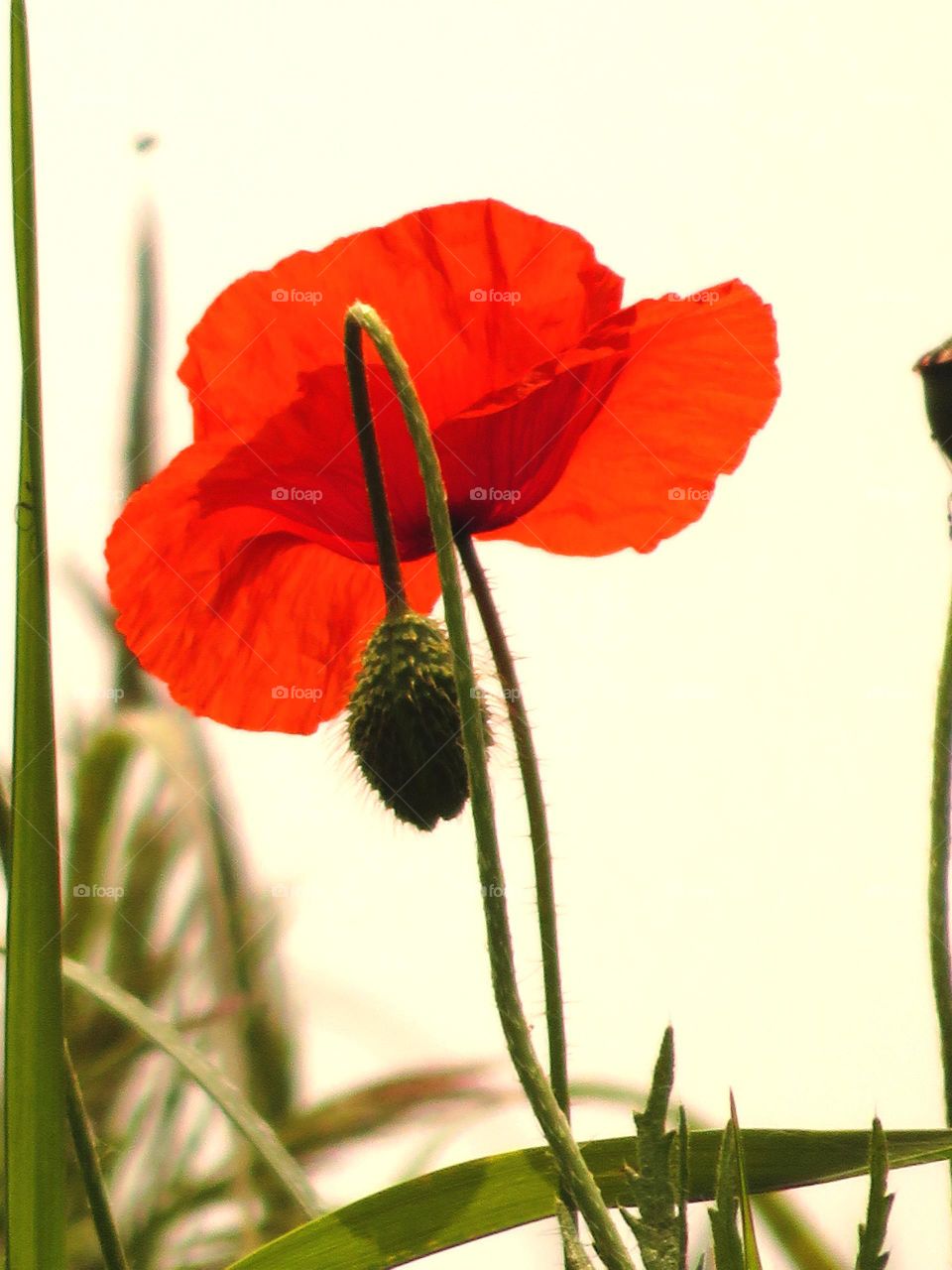 translucent poppies