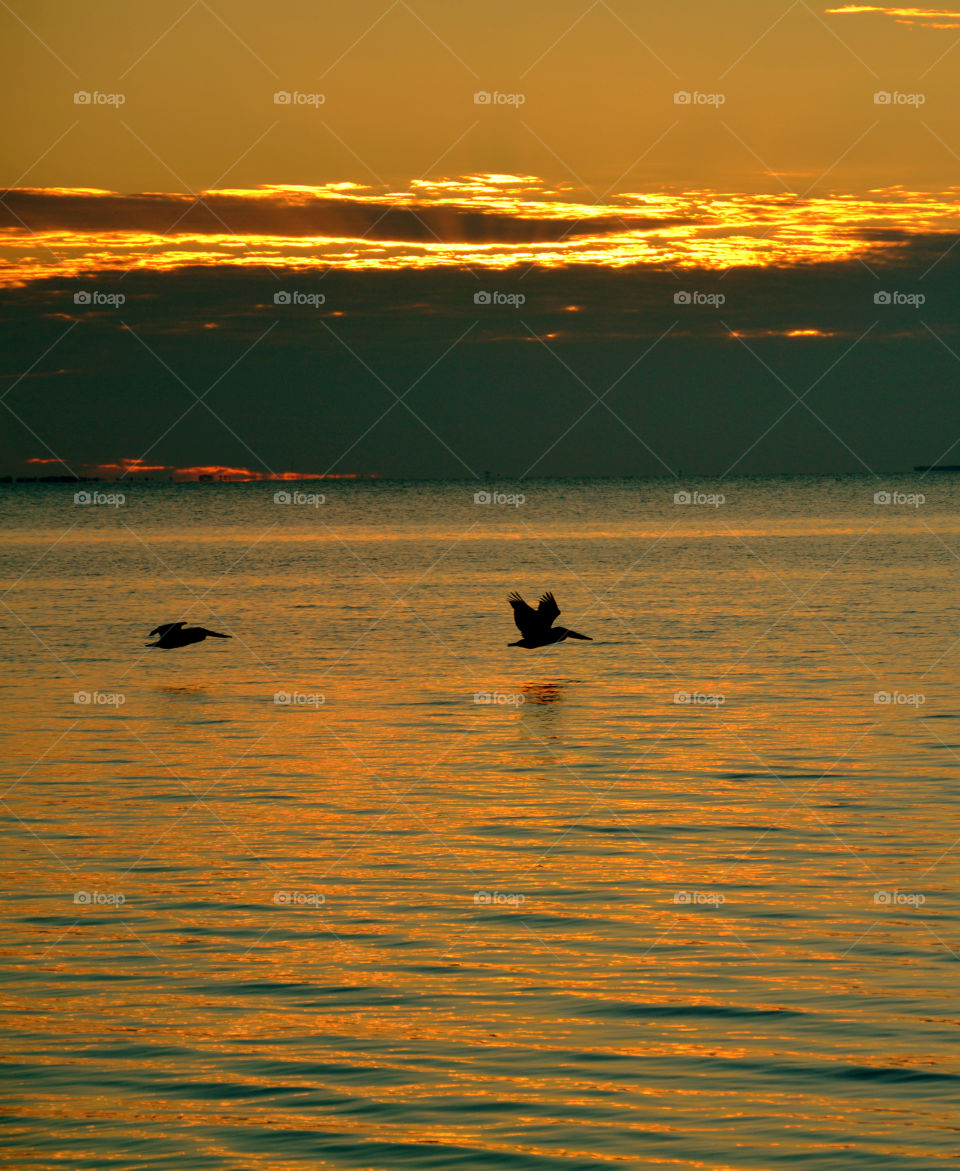 Silhouette of birds flying over the sea
