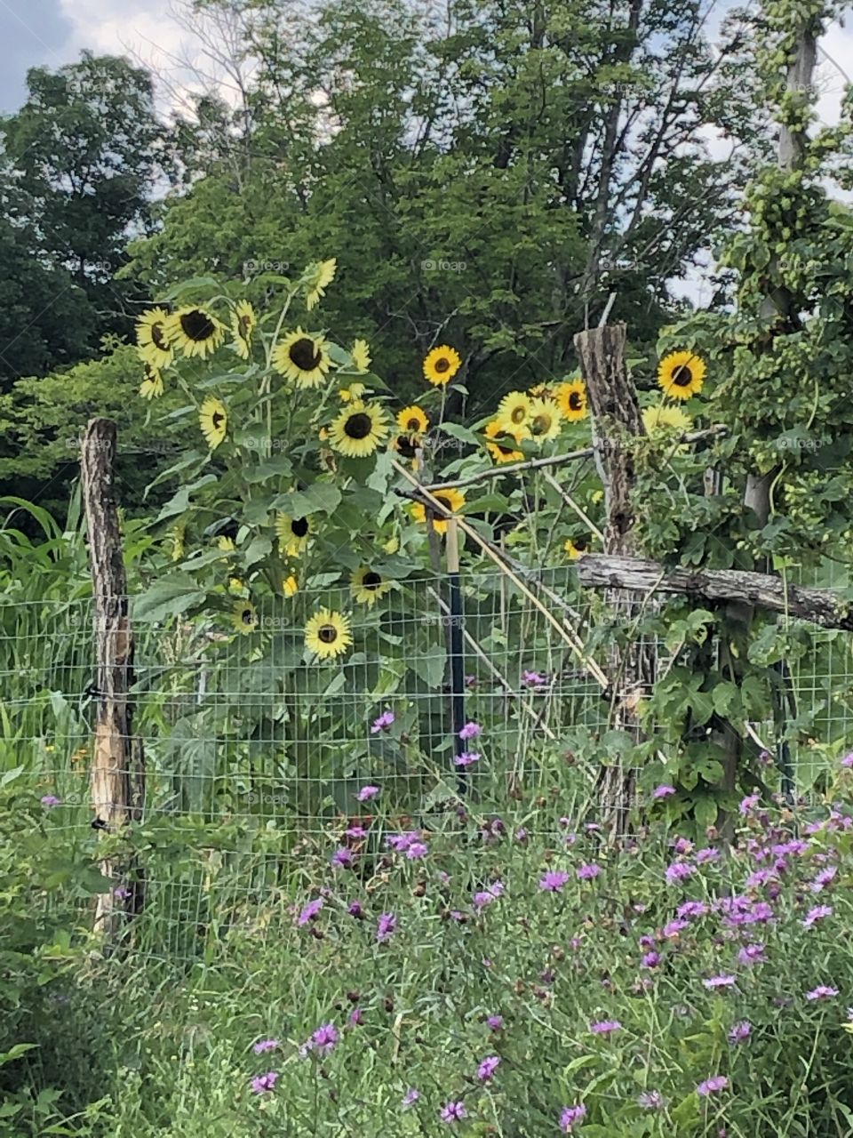 Sunflowers in the garden 