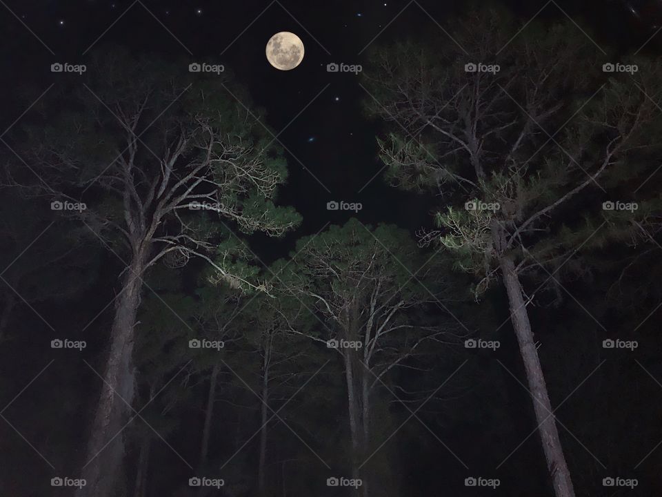 Pine tree forest bathed in moonlight.