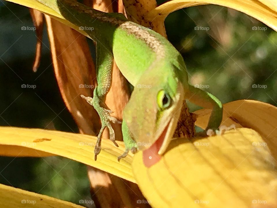 Leaf dew