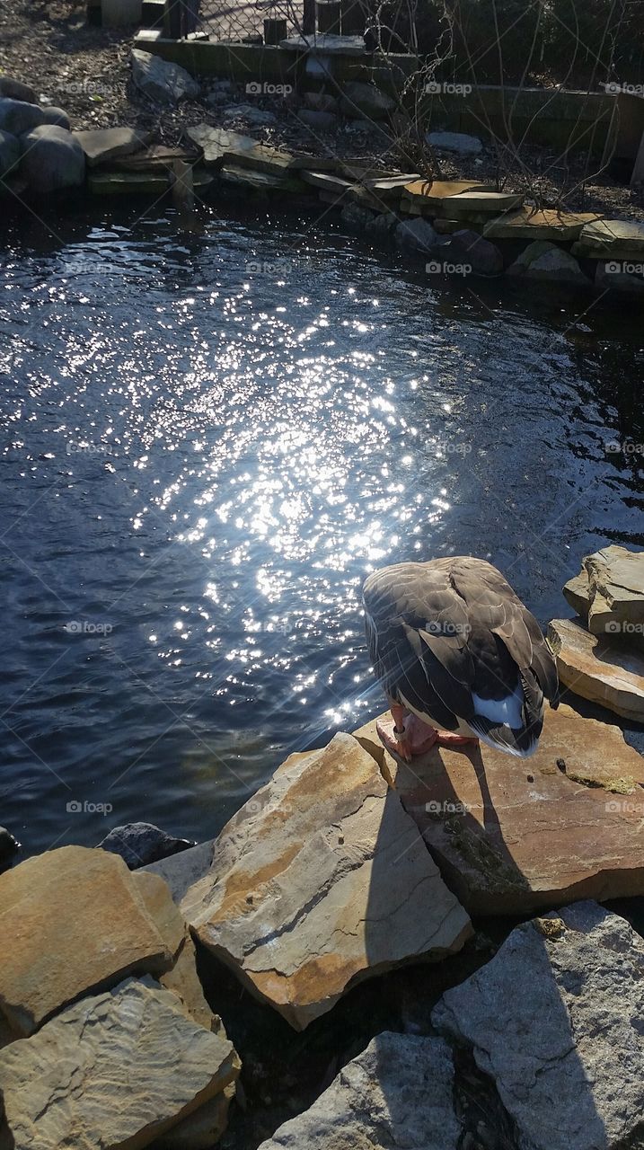 Goose at the lake