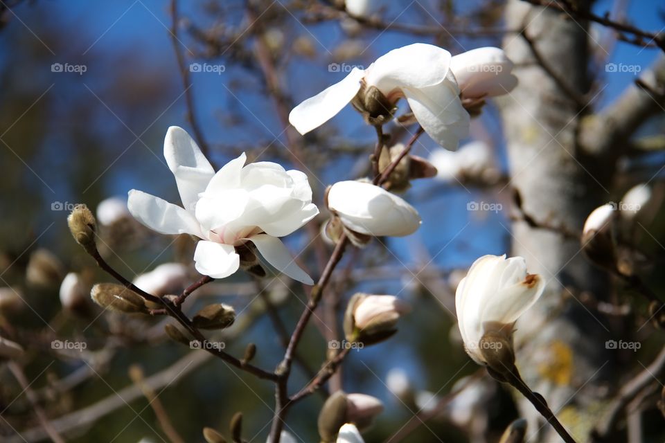 Japanese magnolia 
Magnolia Kobus