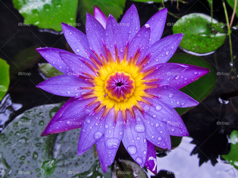 Water drops on purple flower