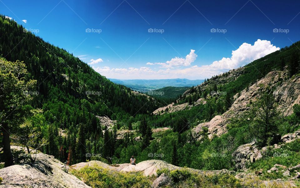 Trees growing at hill