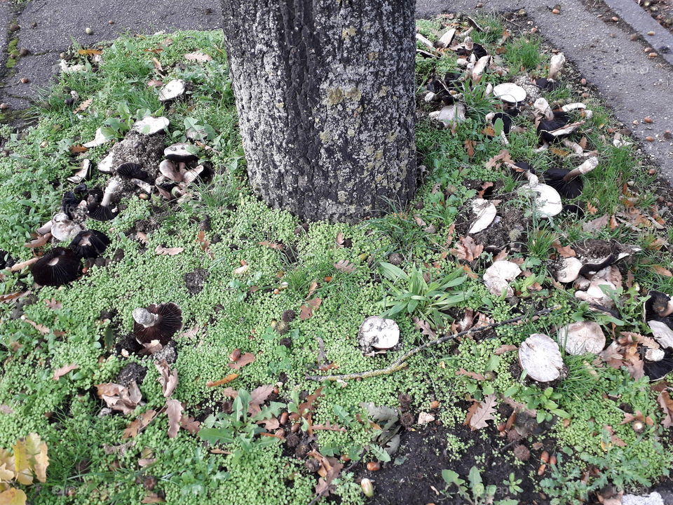 Mushrooms in the city