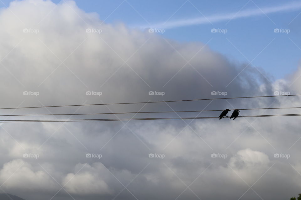 power wire with  birds