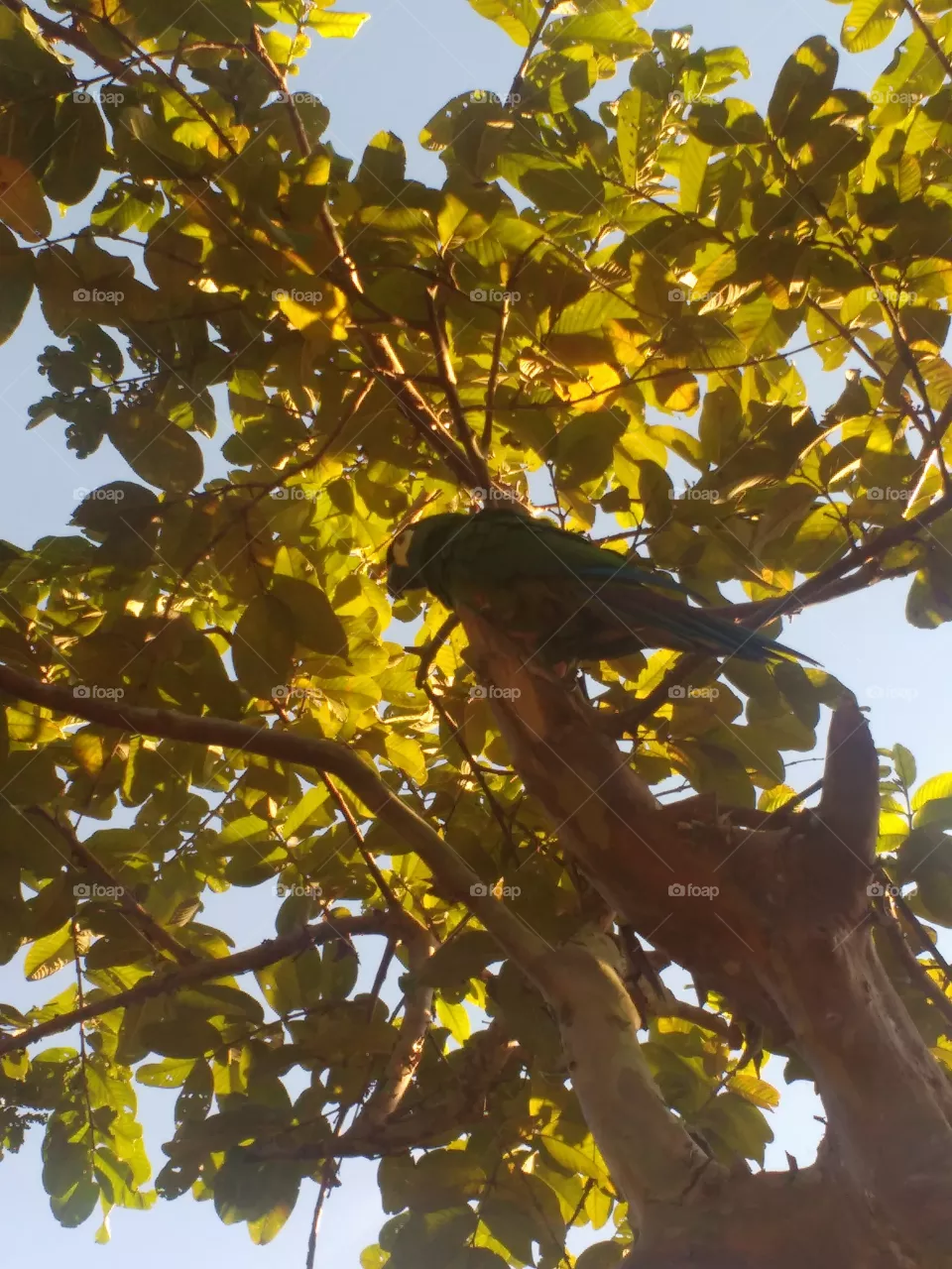 lindo