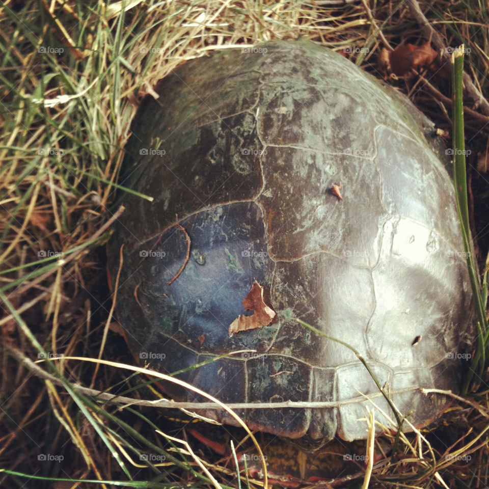 grass dog fun pond by dexter70
