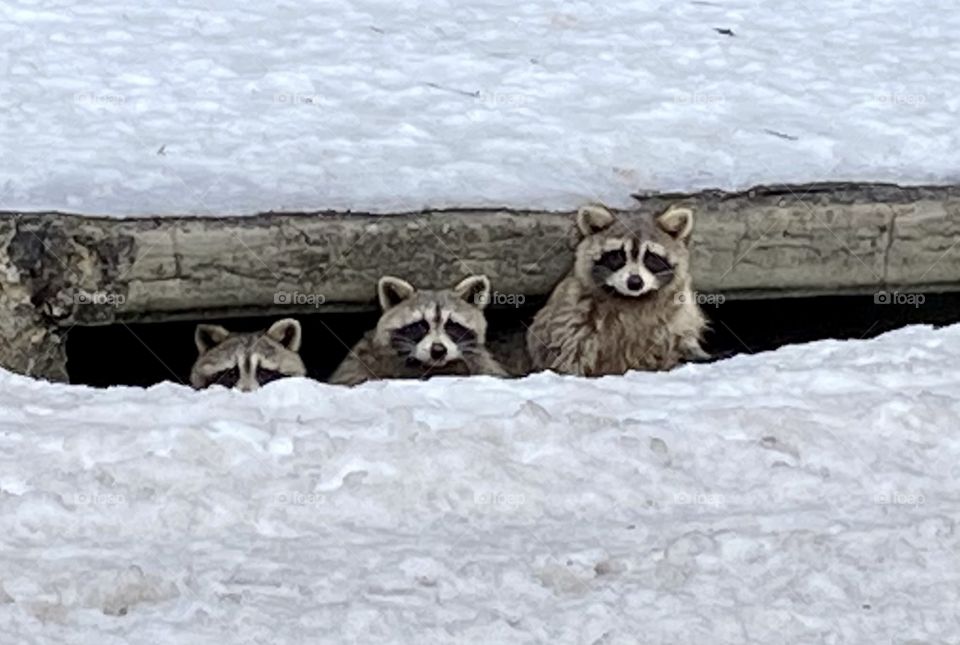 3 raccoons in the snow 