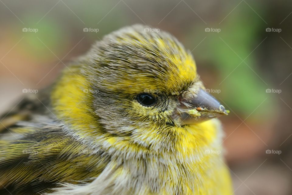 bird portrait