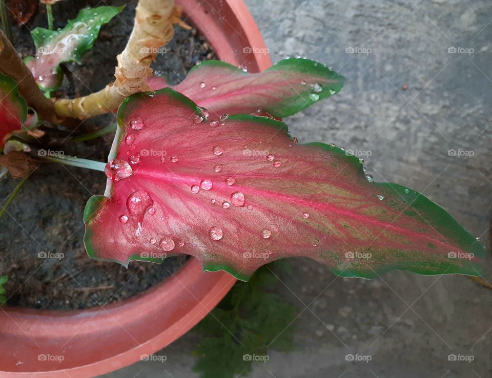 Mix de rosa e verde.