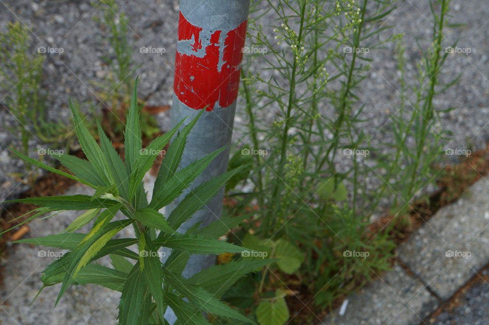 city nature grass concrete by lexlebeur