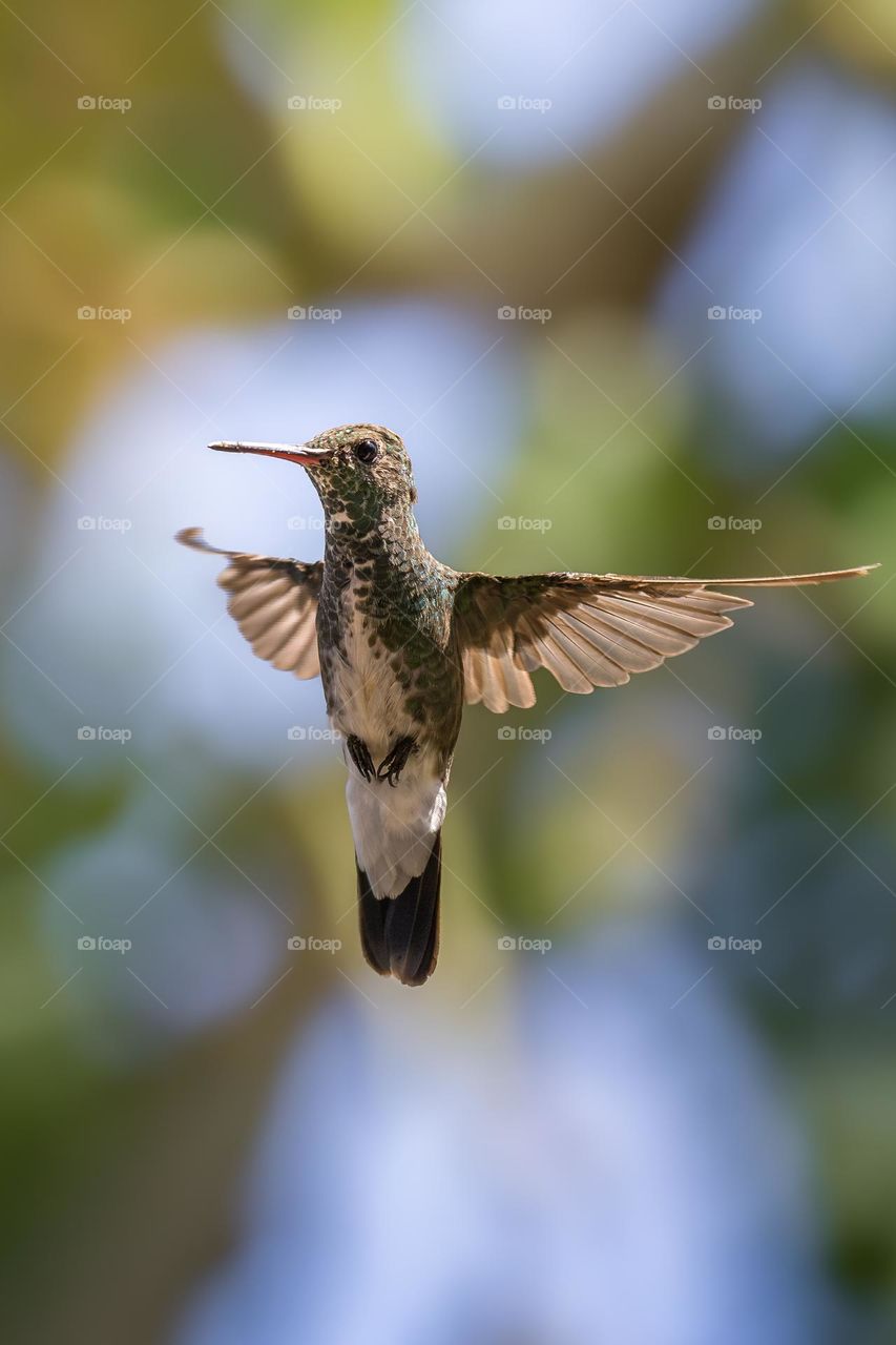 A elegância do voo