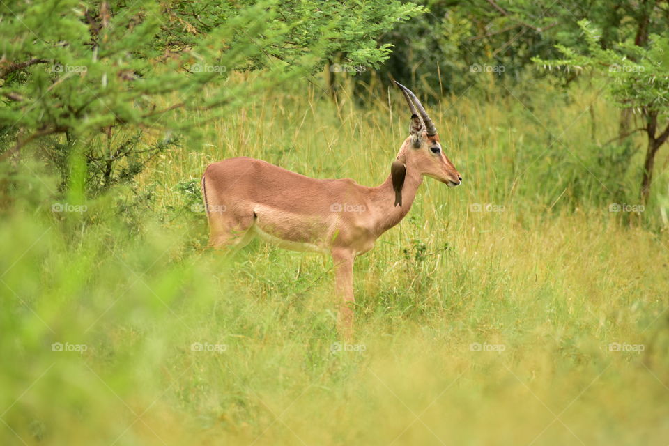 Impala Bull And A Friend.