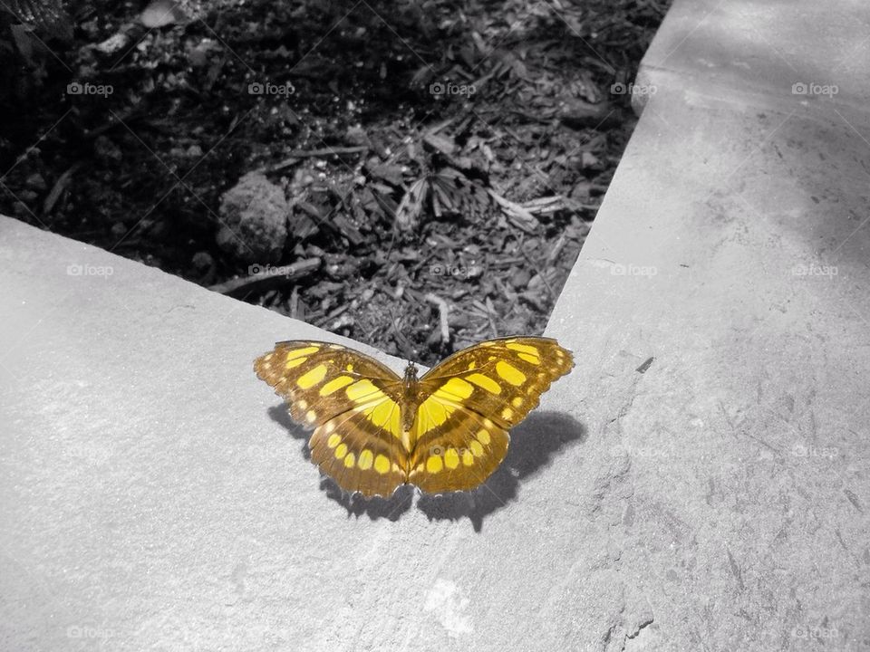 Butterfly