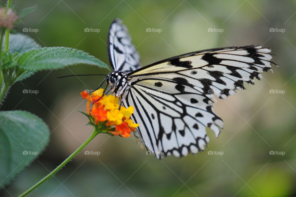 Butterfly, Insect, Nature, Wing, Wildlife