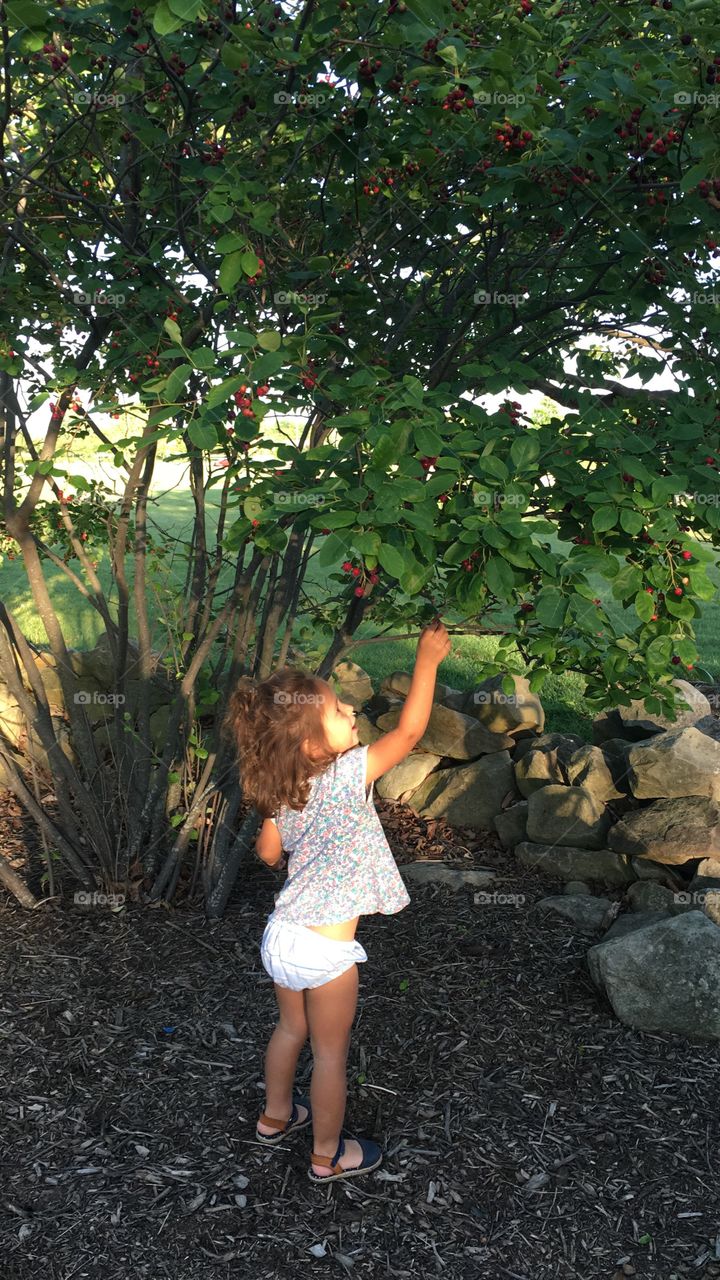 Little girl picking cherries