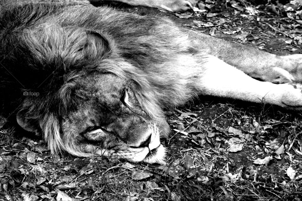 Sleeping lion. A lion asleep in the wild animal zoo, china. during our safari tour.