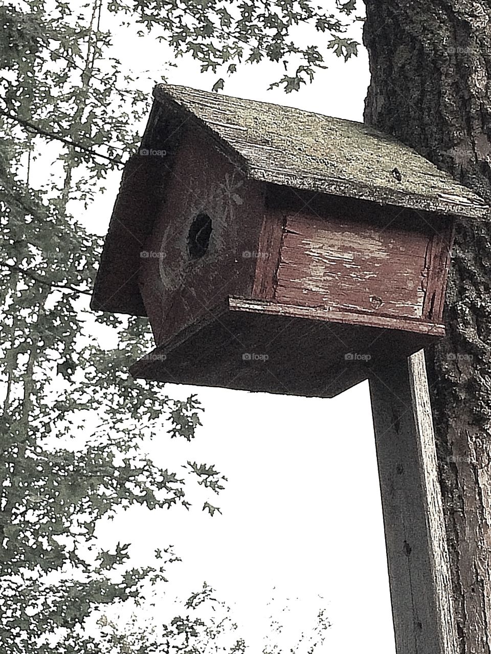 Birdhouse up on a tree surviving all weather