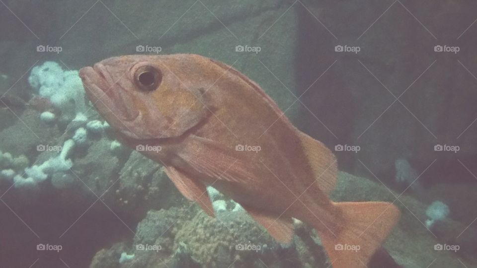 Strange aquarium fish