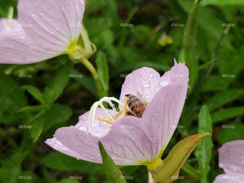 Honeybee pollinating a wet pink primrose after a rain