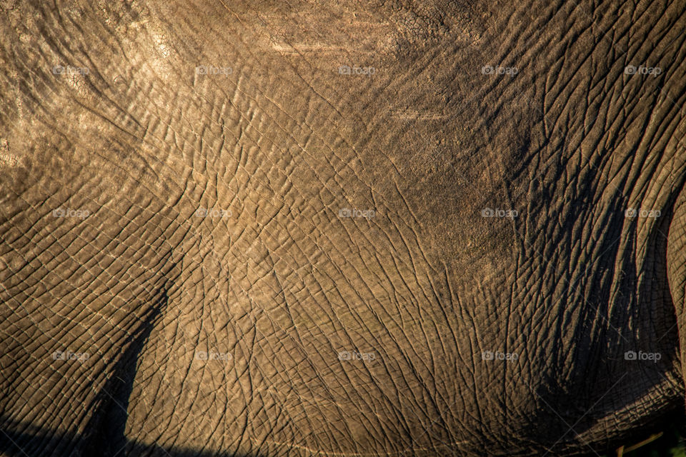 Elephant 