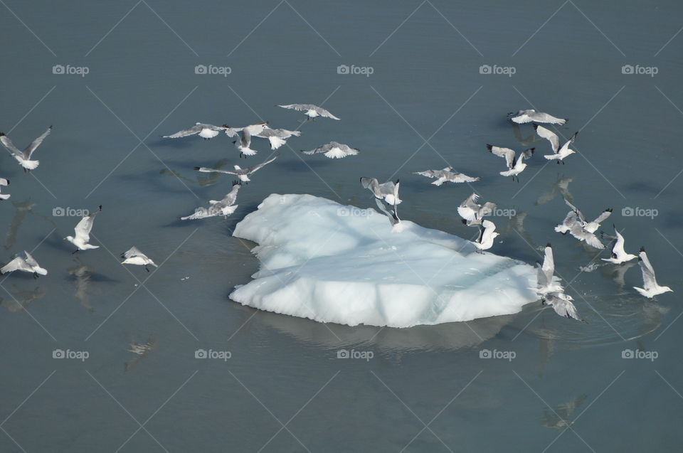 Seagulls on the iceberg