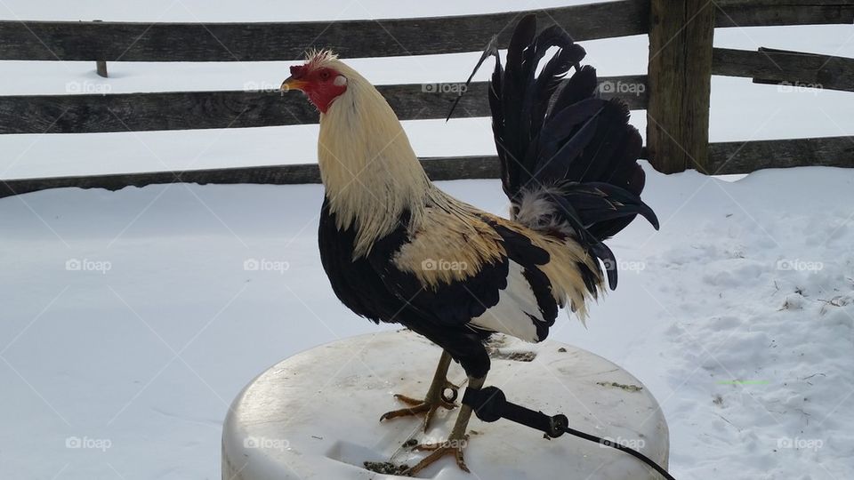 rooster